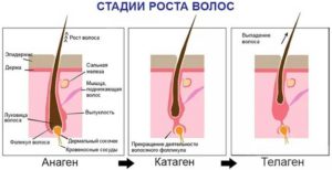 фаза анагена