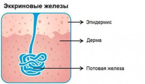 Эккриновые потовые железы