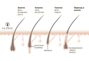 Рост бровей фазы