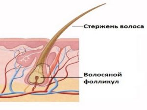 Чувствительность фолликулов