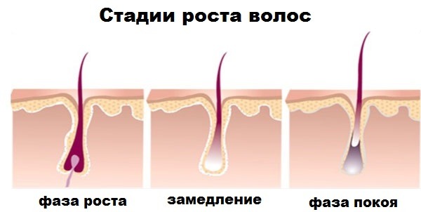 Скорость роста волос на теле