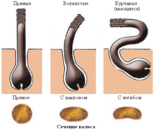 сечение волос