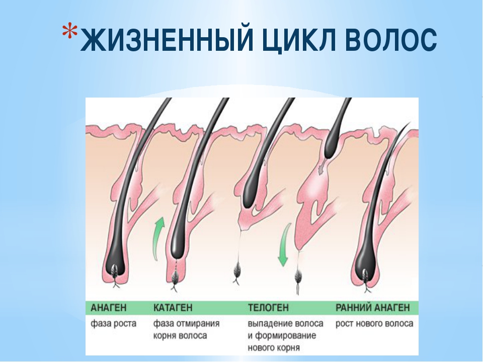 Жизненный цикл роста волос