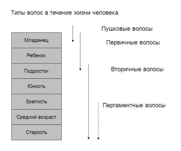 Первичные волосы человека