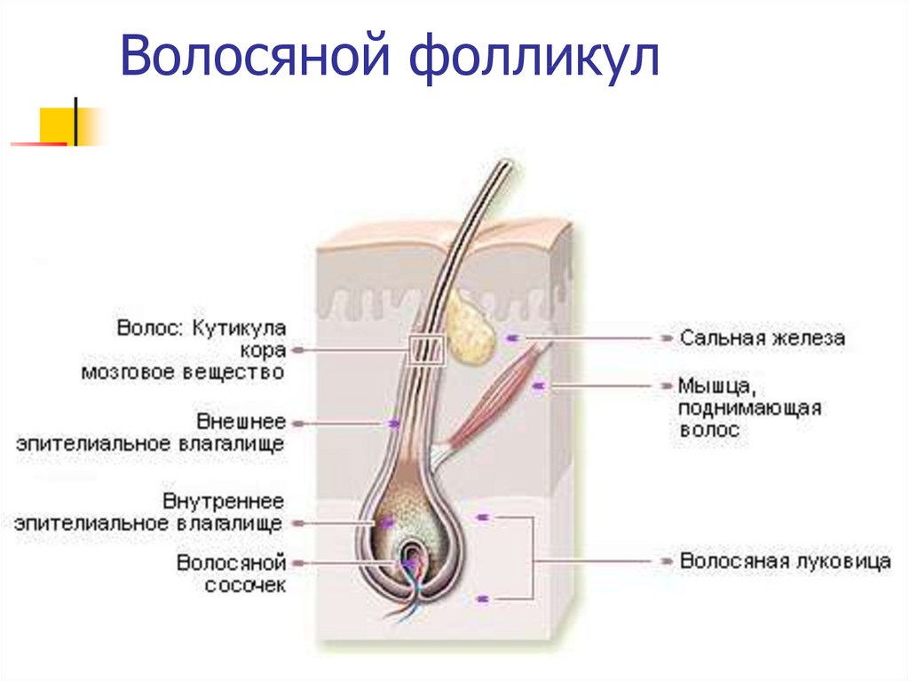 Спящие фолликулы