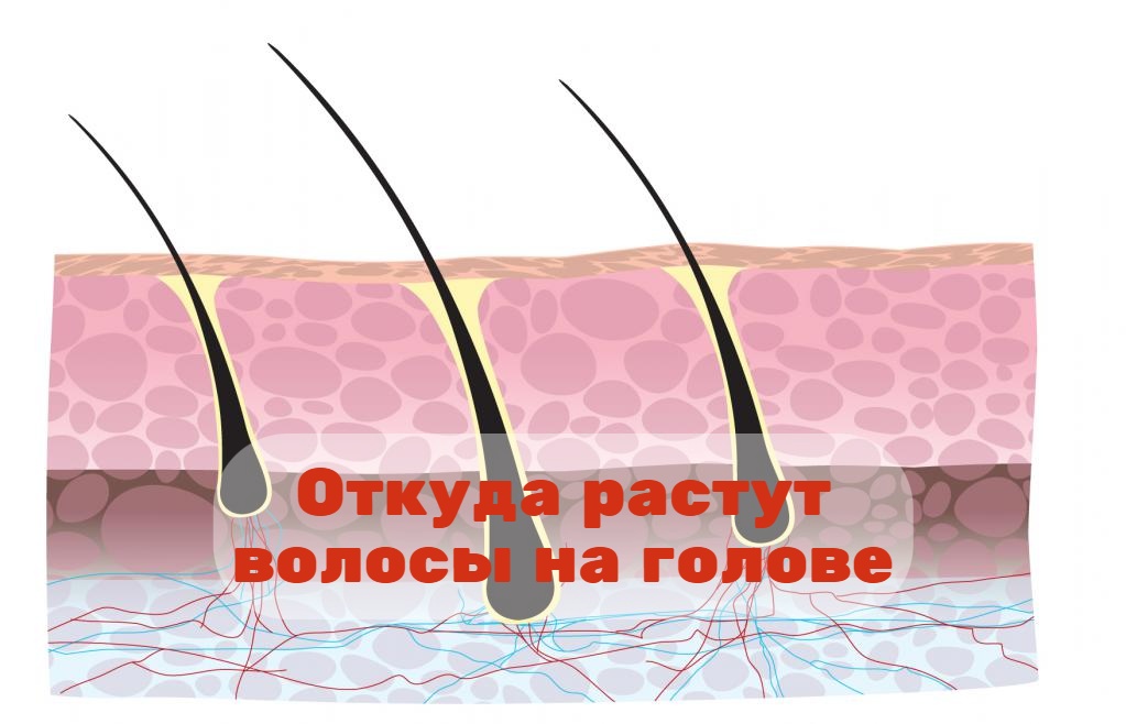 Откуда растут волосы на голове