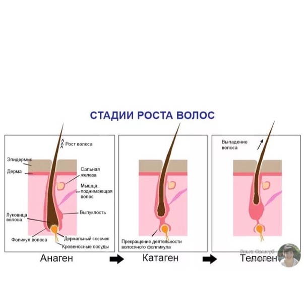 Цикл роста волос како