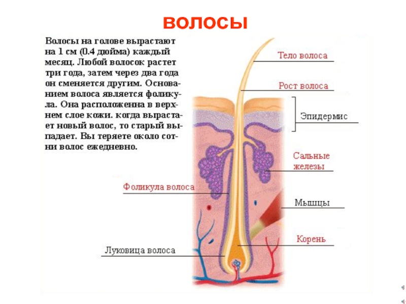 Откуда растут волосы на голове