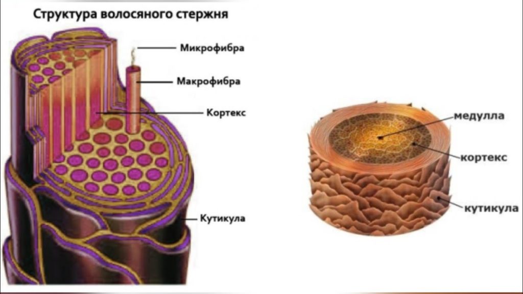 волос в разрезе