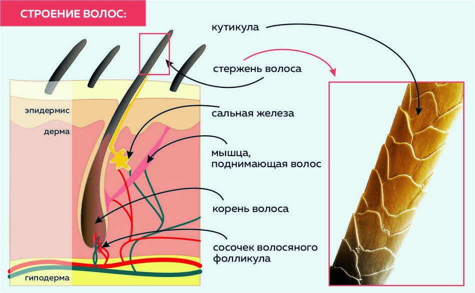 вещества проникают в структуру волоса