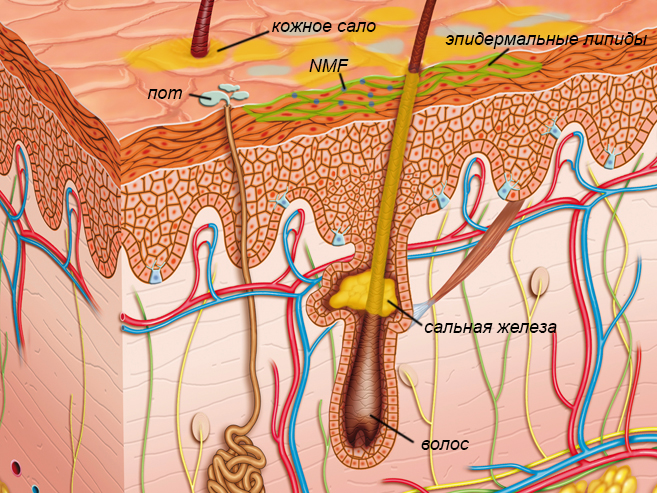 Кожное сало на волосах