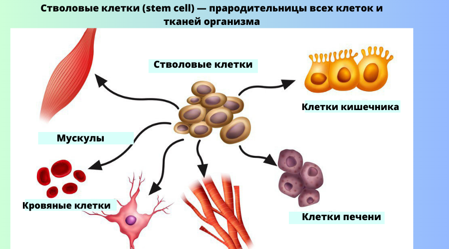 Что такое стволовая клетка