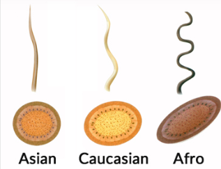 Структура и цвет волос европеоидной расы