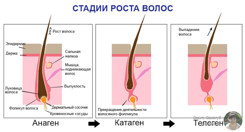 фазы роста волос