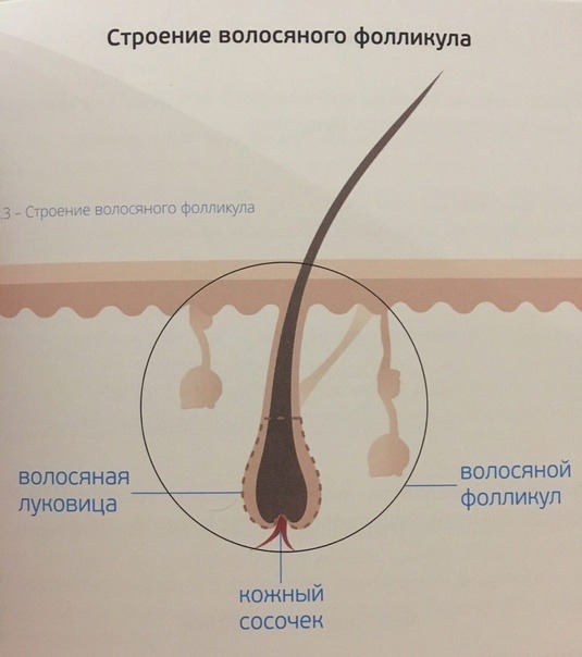 Как укрепить волосяные луковицы