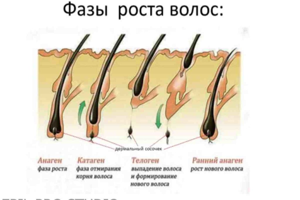 Насколько волосы вырастают за день