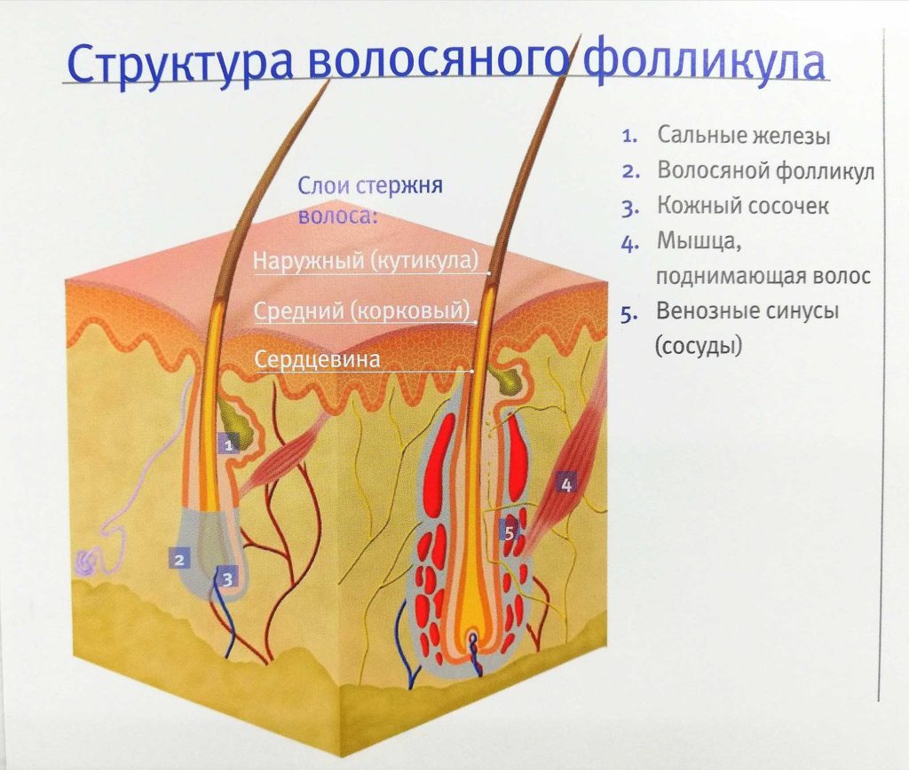 Что такое волосяные фолликулы